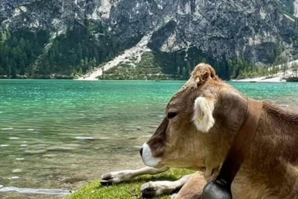 Relax Al Lago Di Braies Braies  Εξωτερικό φωτογραφία